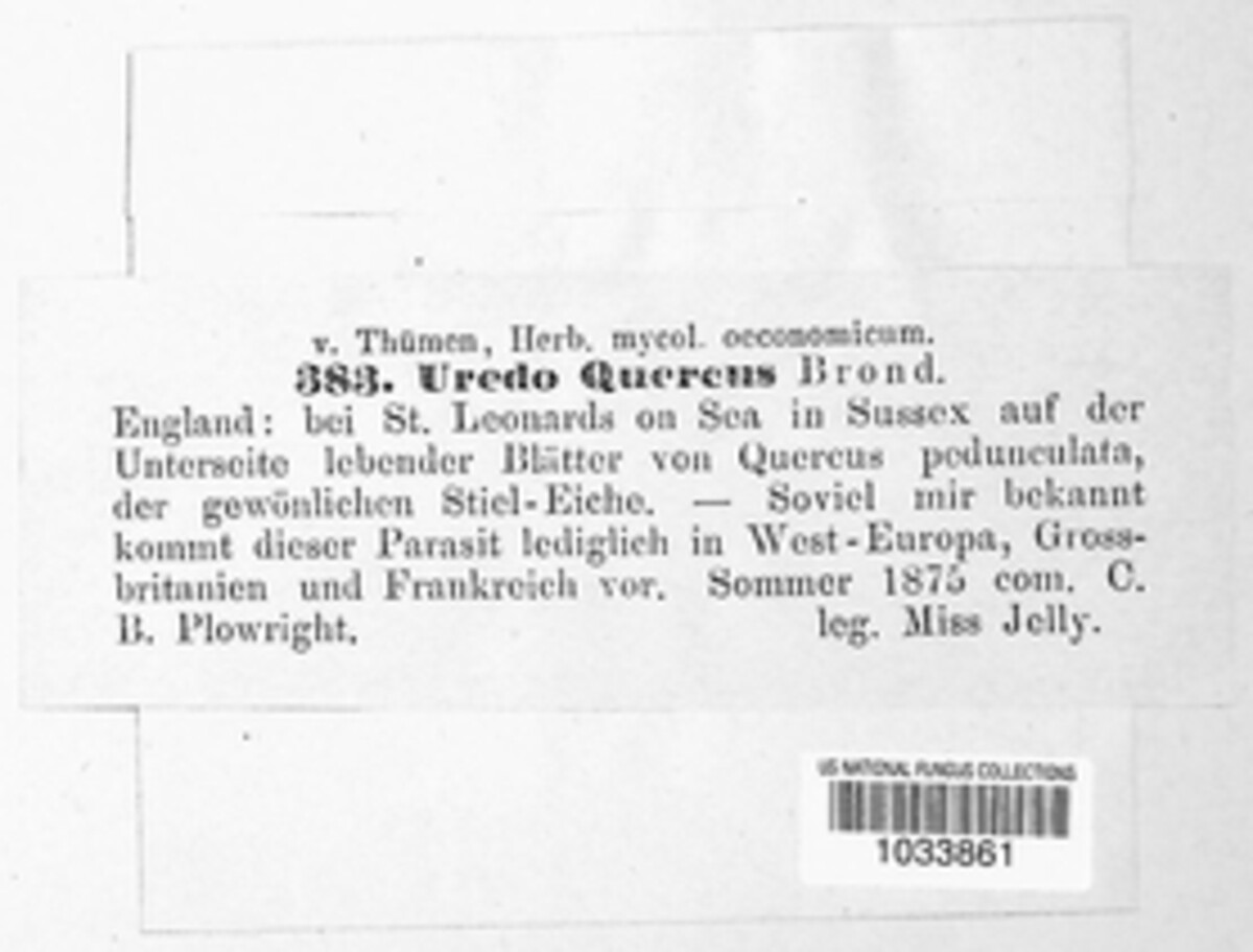 Cronartium quercuum image